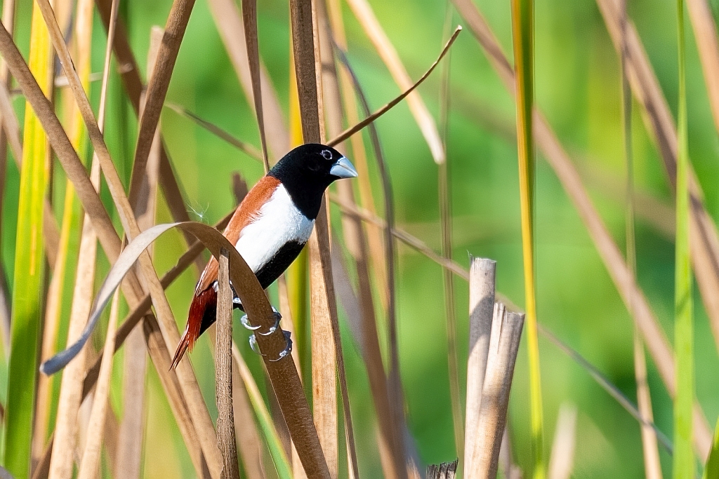 Black-headed Munia